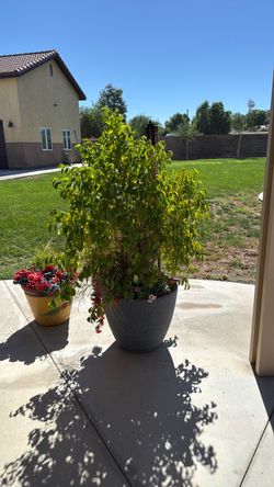 Large Gray Speckled Planter Pot with Plant