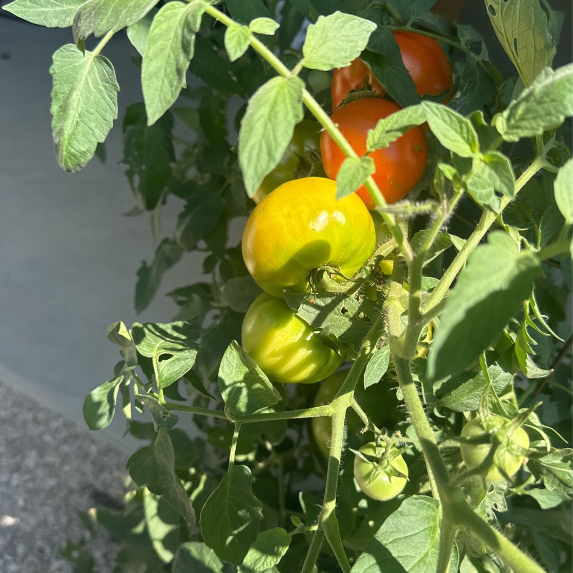 Tomatoes 
