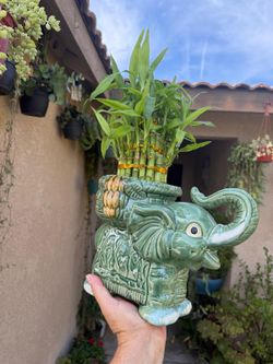 Large Lucky Bamboos Arrangement $38