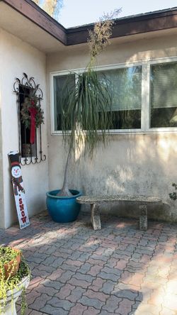 Elephant Foot Palm Plant