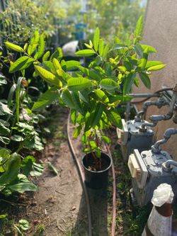 Guayavo dulse