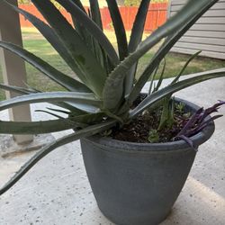 Aloe & Succulents