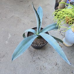Smaller Blue Agave Plant  In  7in Pot