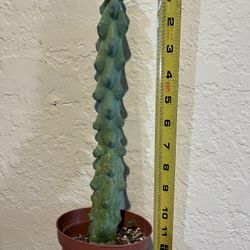 boobie cactus 10-12” tall ,4” pot , $48each