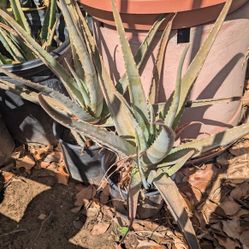 Aloe Vera Plant 1 Gallon
