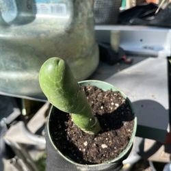 Penis Cactus 4” pot,6” long , $15cash