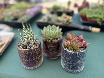 Potted Succulents