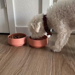 Dog or Cat Bowl (salmon color)