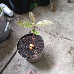 AGUACATE / Avocado Plant
