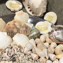 A Lot Of The Shells 🐚 Assorted