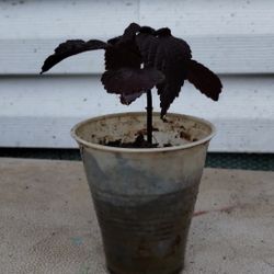 Beefsteak Plant 