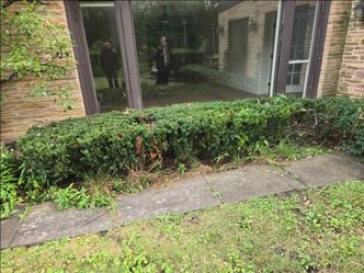 Yew box hedges