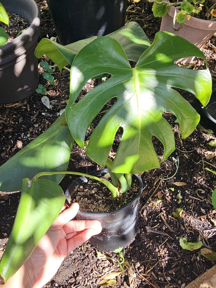 Monstera Deliciosa, swiss cheese plant, Gallon Pot