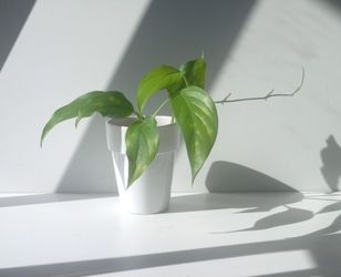 Rare Aroid Monstera Lechleriana Plant/ House Plant/ Indoor Plant/ Flower Patio Garden