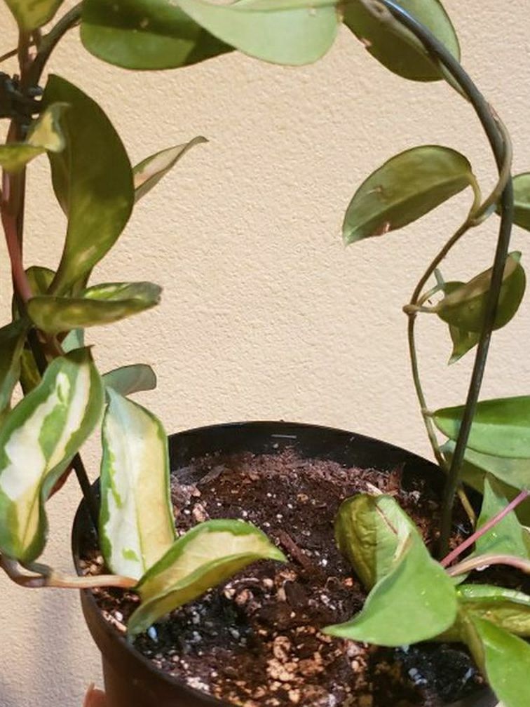 Hoya Krimson Princess, Wax Vine, Variegated, Flowering Tropical Plant, Already Trailing Plant In A 6n Pot