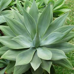 Foxtail Agave Succulent