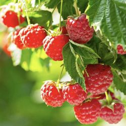 Raspberry Plants