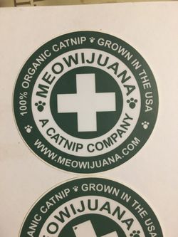 Catnip