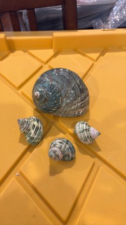 Set of 4 Seashells