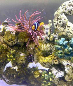 55 Gallon Saltwater Aquarium Complete Setup with Tank Accessories