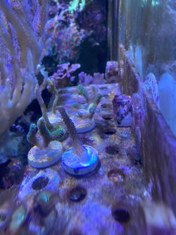 Frags
