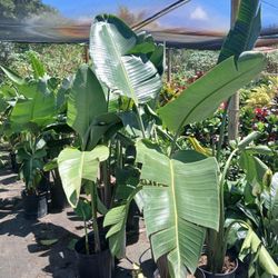 Birds of paradise plants huge sale now $55