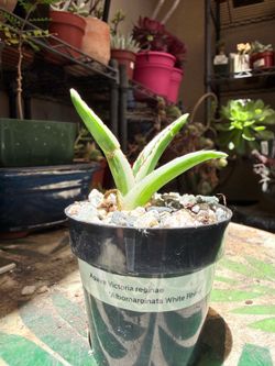 Agave Victoria Reginae ‘Albomarginata White Rhino’ Pup C