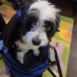 Dog and cat backpack carrier