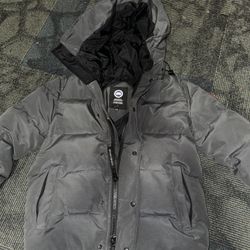 Grey Canada Goose