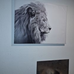 Lion Pic 