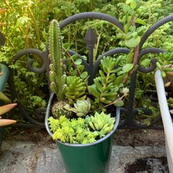 Cactus Y Suculentas 