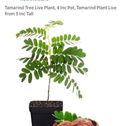 Tamarind Seedling Plant In 1 Gallon Pot