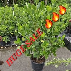 huge clusias  Only $25