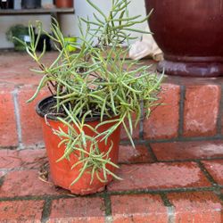 Lampranthus Succulent 1g Succulent $3
