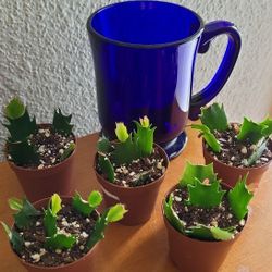 Mixed Color Holiday Cactus Starter Plant