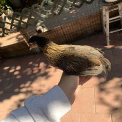 Bantam Cages Kiikirikis