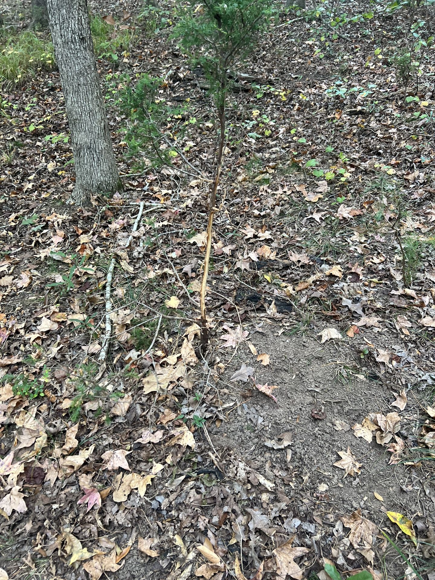 Free Dirt See Last Pic 