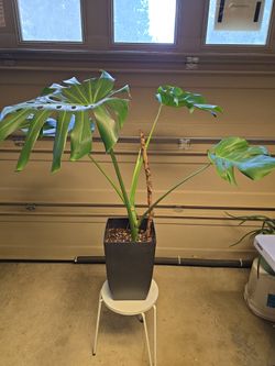 Big Leaves Monstera in 9" X 9" X 14" tall Black Container