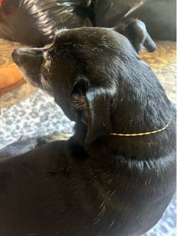 Gold necklace