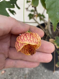 Chinese Lantern Blooming Tree, 6 Feet Tall In 5 Gallons Pot This Plant Blooms All Year Round
