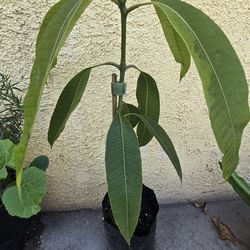 Mango indio  ya ijjertado