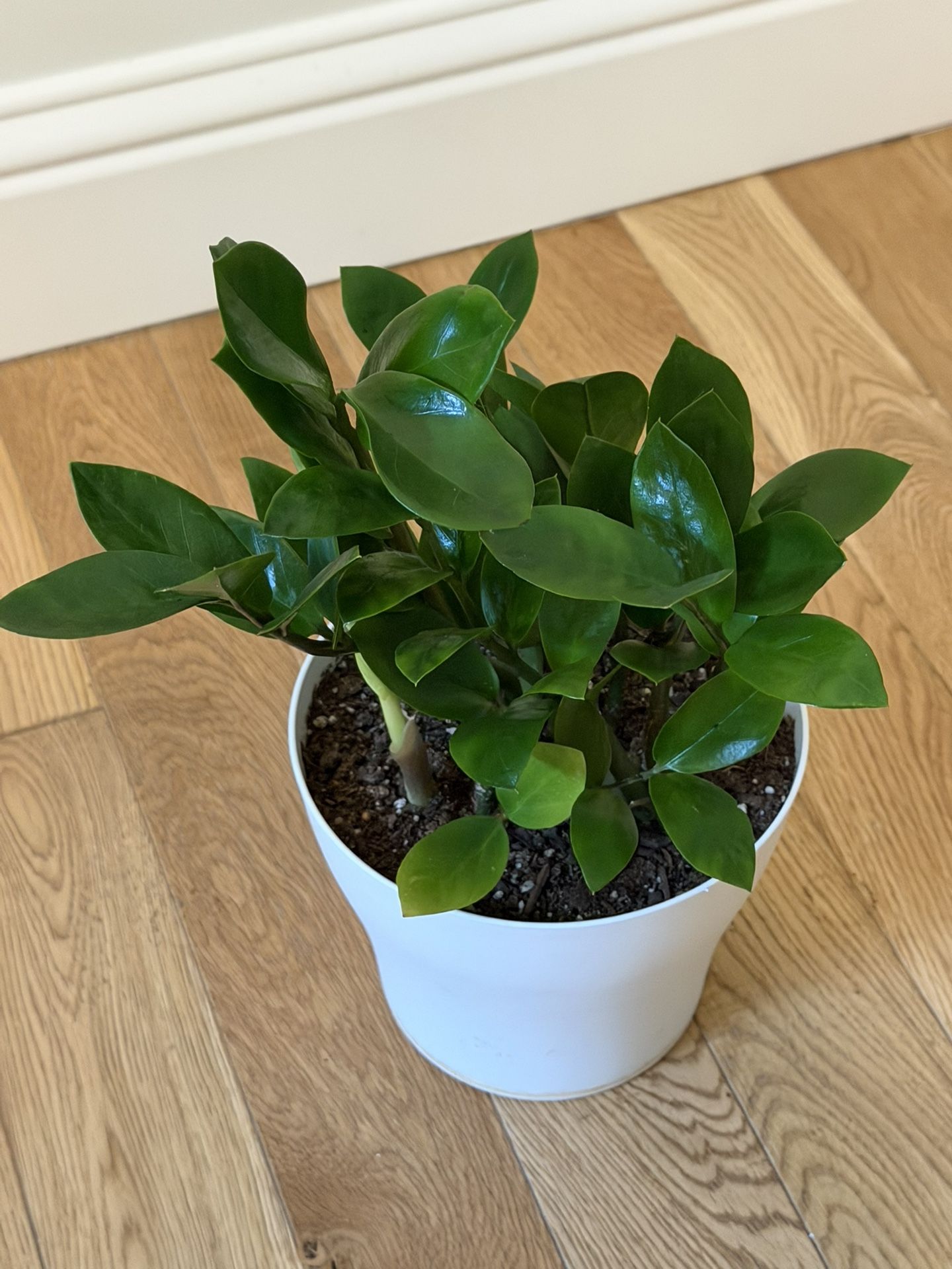 ZZ Indoor Plant