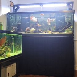 200 Gallon Aquarium / Fish Tank With STEAL STAND!!!
