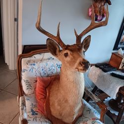 7 Point Buck Mount 