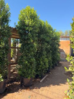 Indian Laurel ficus 25 gal 9-10 feet tall