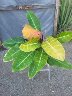 Philodendron Prince of Orange Plant 6" Nursery Pot
