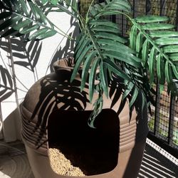 Litter Box/Artificial Planter