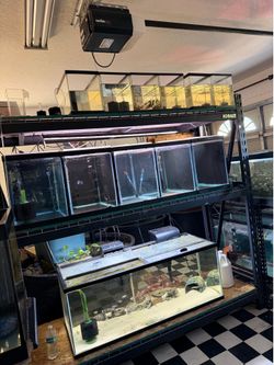Fish tanks