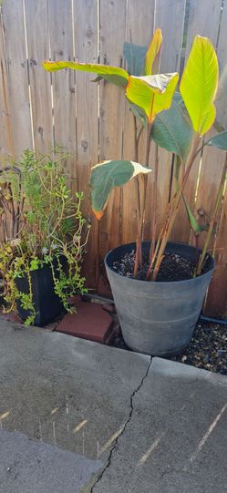 2 Large Potted Plants