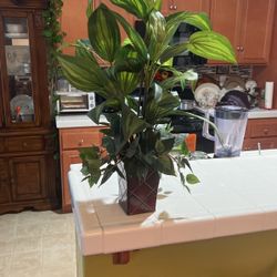 Decorative Money Plant 